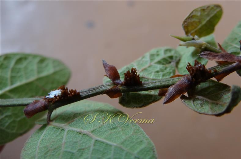  Leafy Shoot (Abaxial View) with Stipules and Clinging Roots